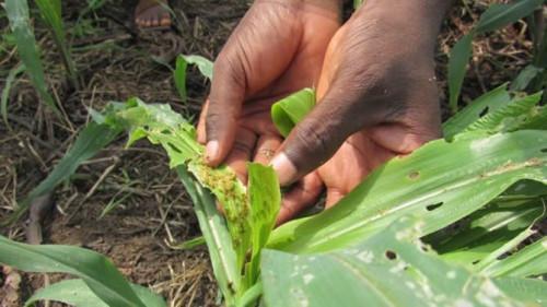 Fall Armyworm : a threat for Cameroon’s cereal production