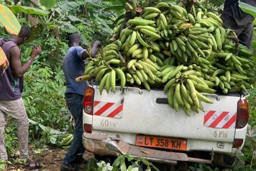 Credit facilities up to CFA250mln available for the plantain sector