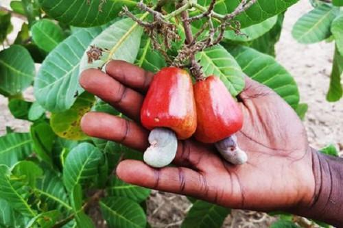 Cameroon: IRAD distributes 60,000 cashew seedlings to farmer organizations in Adamaoua