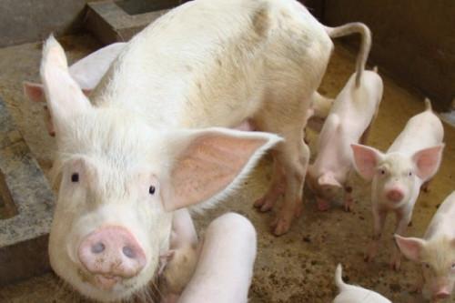 Cameroon: The western region brings its African swine fever outbreak under control