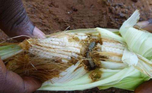 The armyworm, found in seven out of ten regions, is threatening Cameroon’s cereal production