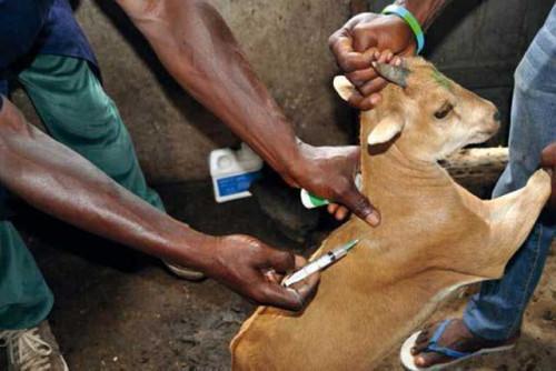 Cameroon to launch a major anti-plague vaccination campaign for small ruminants