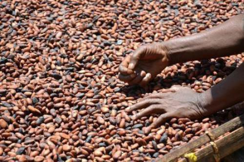 Cameroon: Tensions in the English speaking part fuel cocoa smuggling to Nigeria