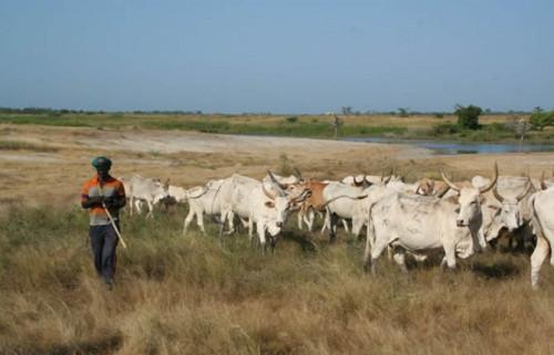 Local herders paid ransoms of over XAF2bln between 2015 and 2018, in Adamaoua region