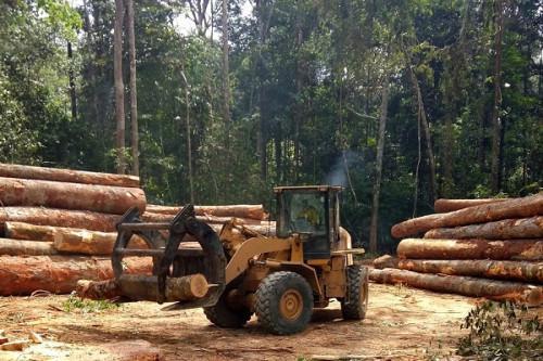 Cameroon: Greenpeace calls for the cancelation of 445,000 ha of forest concession