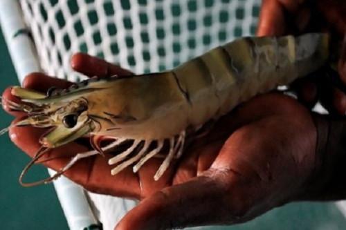 Cameroon to develop strategy to boost local shrimp fishing