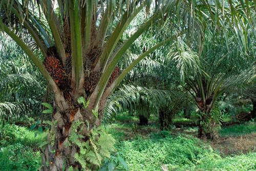 Cameroonian private sector demands more access to land ownership for agro-industries