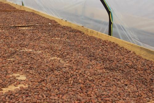 Cocoa farm gate prices went up despite heavy rains