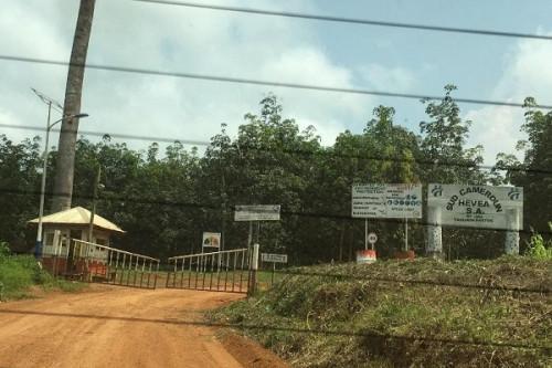 Sud Cameroun Hévéa SA invests CFAF2 bln to increase its rubber production capacity