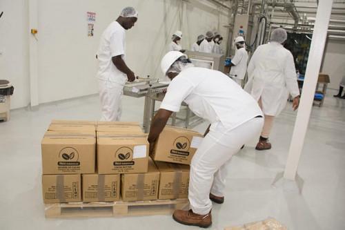 Cameroon: Cocoa processing activities dropped by 24k tons during the 2019-2020 campaign despite the arrival of a new operator