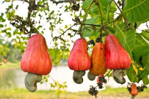 Cameroon will elaborate a plan to improve cashew nuts production