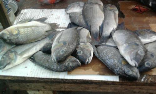 Cameroon: The biological rest period at Benue River comes to end
