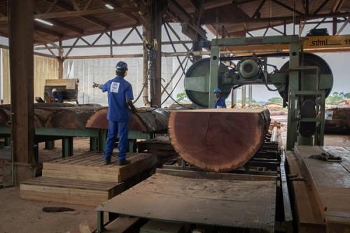 Cameroon boosts local wood processing with new industrial zones