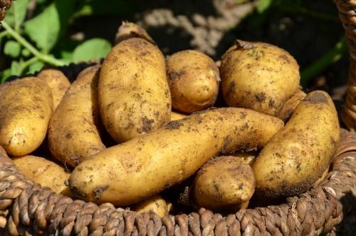 Cameroon: 500 tonnes of improved varieties of potato to increase 2014 production
