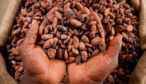 Cameroon to pay about CFA1 billion cocoa premium to quality cocoa producers this year