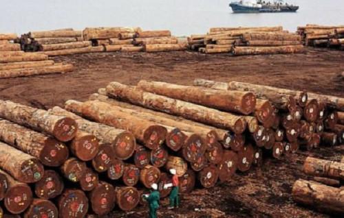 Wood: Cameroonian exporters generated XAF52.5 bln from their exports to China in H1, 2019
