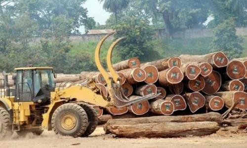 Cameroon: Q3 2019 wood exports to the EU drops by 20% YoY to 11,300 tons
