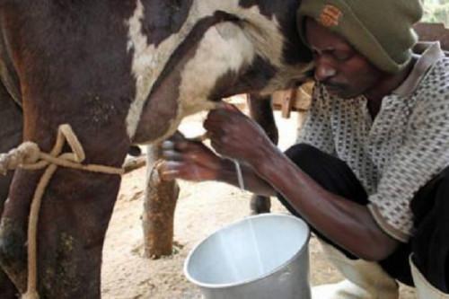Cameroon seeks equipment suppliers for 3 milk processing units in the North-West