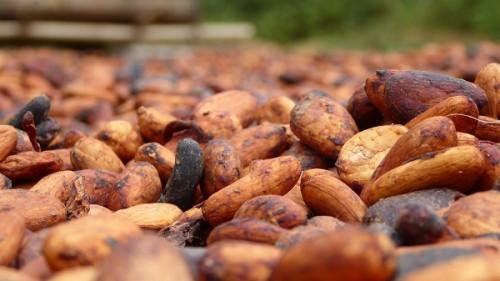 Cameroon: Sic Cacaos processed 53,000t of beans in 2017-18, up 60%