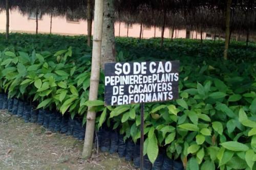 SODECAO to distribute 4 mln high-yield cocoa seedlings to producers