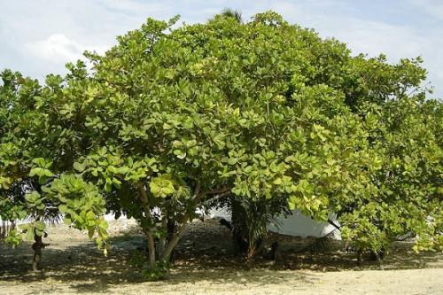 Cameroon to plant 1,250 cashew seedlings in Sanguéré