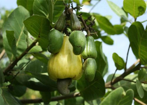 Cameroon aspires to be the world’s leading cashew producer by developing 100,000 hectares of the fruit