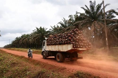 Cameroon: BEAC expects palm oil production to drop in Q4-2021