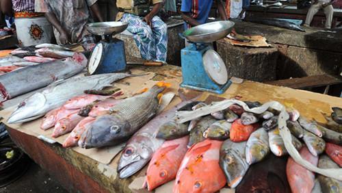 Nigeria absorbs 70-80% of Benue River’s fish products