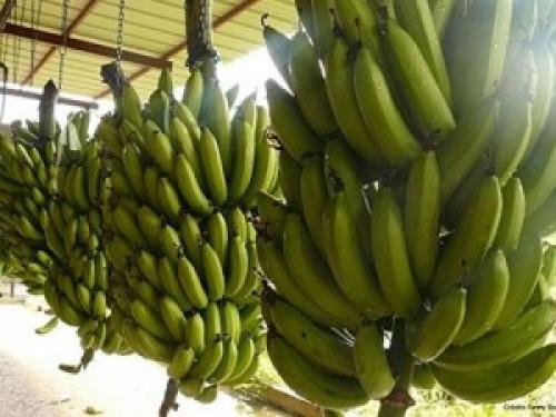 Cameroon: Banana exports slid over 2,000t y/y in Jan. 2019