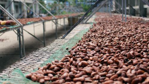Cameroon: Telcar Cocoa’s trade drops 80% in the Southwest due to secessionists