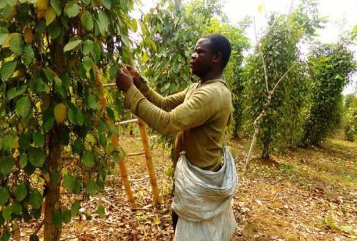 Penja pepper’s production threatened by biological pests