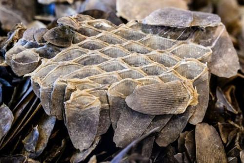 Cameroon : 383 kg of pangolin scales seized by customs