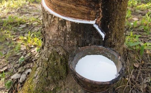 Rubber production: Revival of economic demand could stimulate local production in Q4-2021, despite CDC’s woes (BEAC)