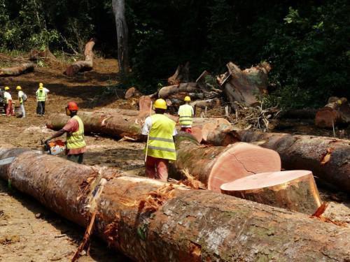 The Cameroon Wood Export Sarl (CAMWES) Cameroon has been the leading provider of sawn timber to the UK between January and August 2017 - Business in Cameroon