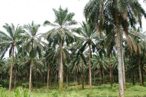 Cameroon: CDC to sign XAF3 bln performance contract to boost palm oil production