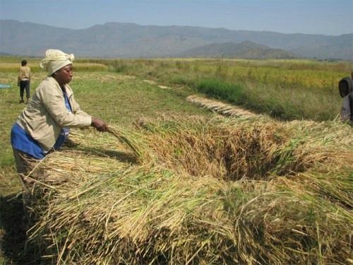 Cameroon: Rice production failed to reach expectation in 2018 (600,000t)