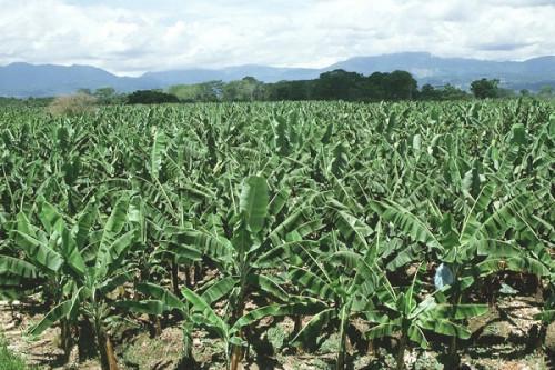 Cameroon: Government to cover 10% of producers’ plantain banana seedlings need this year