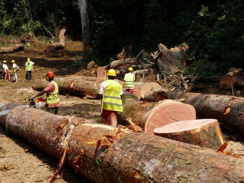 Cameroonian wood exporters could be declaring lower quality products to lower customs charges