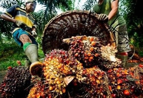 Cameroon: 1,235 acres already prepped for PAMOL palm tree plantations in the Bakassi Peninsula