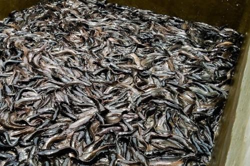 Cameroon to create local fish moguls to curb high imports