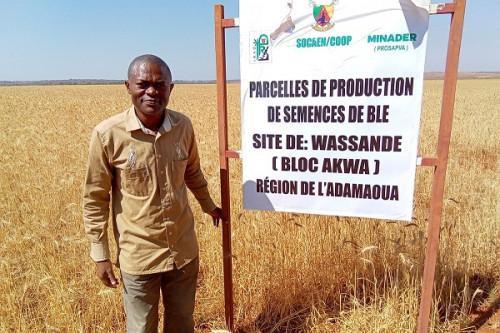 Adamaoua: IRAD distributes wheat seeds for the development of 20 hectares of farm