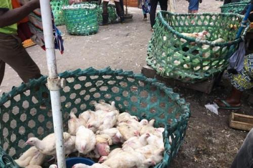 Douala: Inputs costs drive chicken prices higher, months to end-of-year festivities