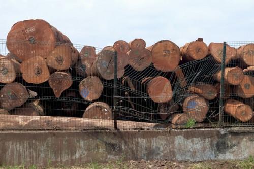 Cameroon plans to raise log export duties to 60% to stimulate local processing