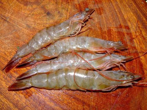 Cameroon: MIDEPECAM will launch a project to promote shrimps from Bakassi peninsula