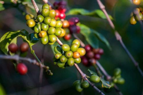 CEMAC: Dropping production and rising shipping costs boost coffee prices in Q4-2021 (BEAC)