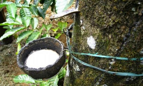 CEMAC: Rubber prices rose 3% in Q4-2021 (BEAC)