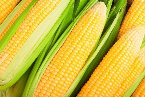 Mideno distributes 12 tons of improved corn seeds to boost production in the Northwest