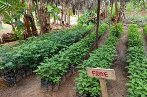 NHPC distributes 76,000 cocoa seedlings to local populations