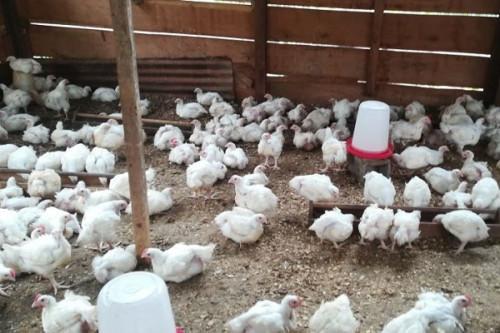 Cameroon: The poultry sector lost about CFAF4 bln within a month due to Covid-19 (Ipavic)