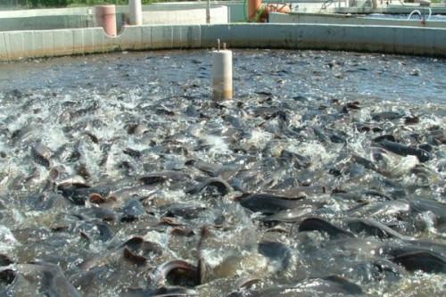 IFAD backs new aquaculture project in Cameroon